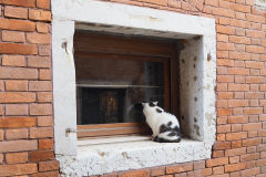 This cat could not be persuaded to turn and pose for us. Despite our lively attempts to get his attention.